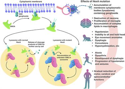 New Approaches to Tay-Sachs Disease Therapy